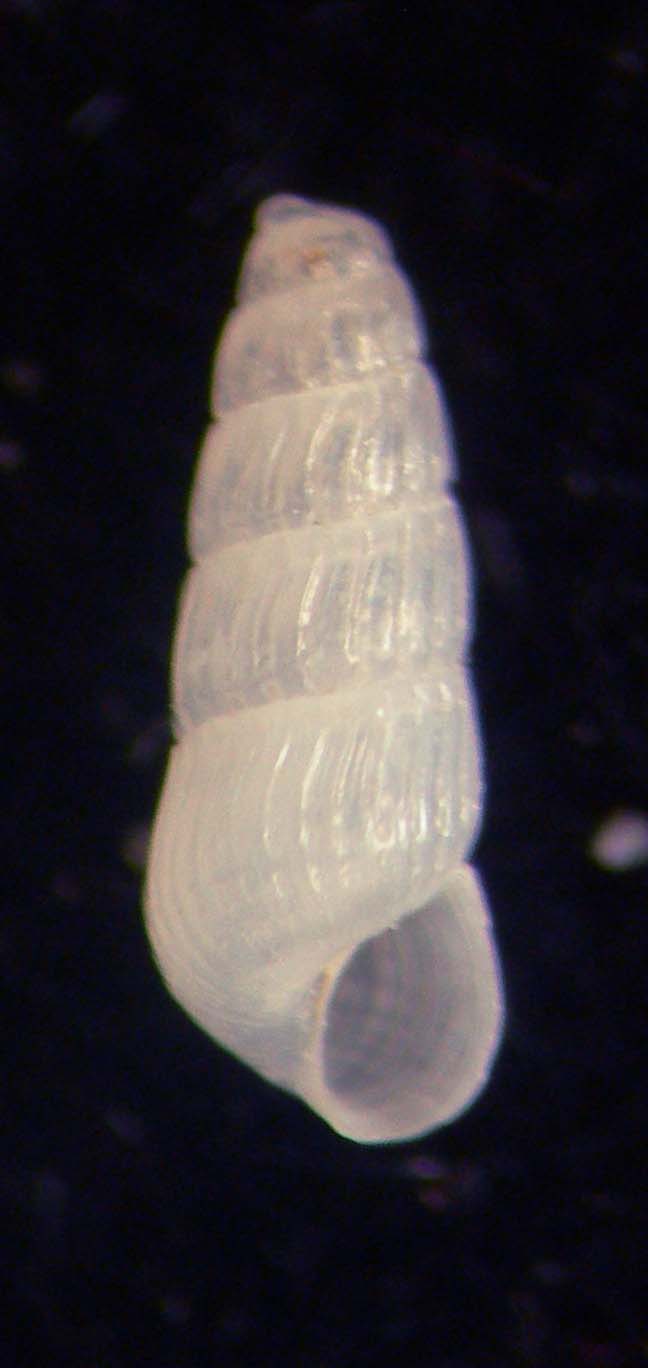 chrysallida